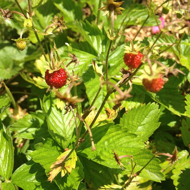 Garden variety