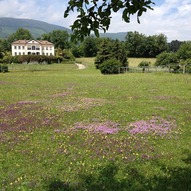 Flower density