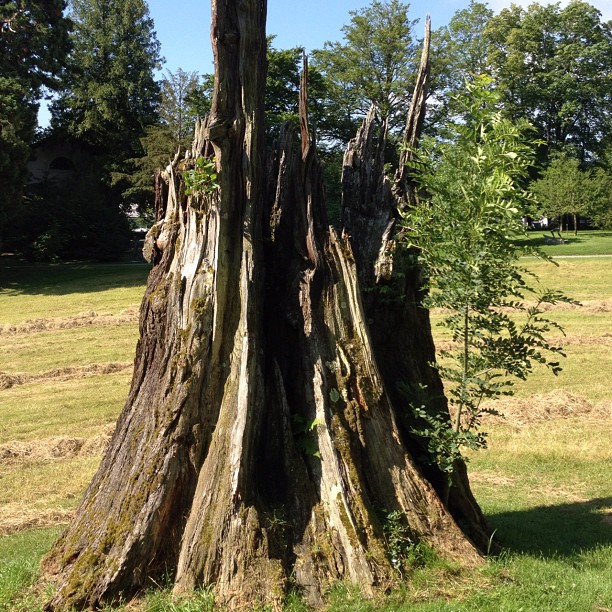 New growth out of old.