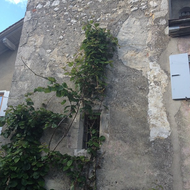 Not Provence