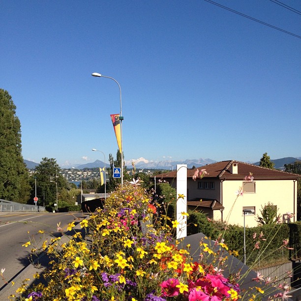 Follow the flowers to the mt blanc