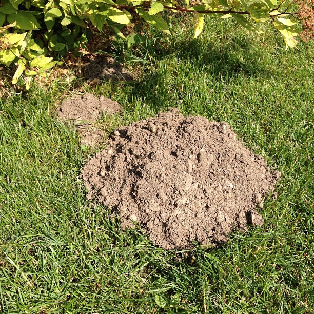 Stop making a mole hill out of everything