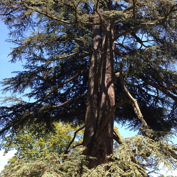 Old tree