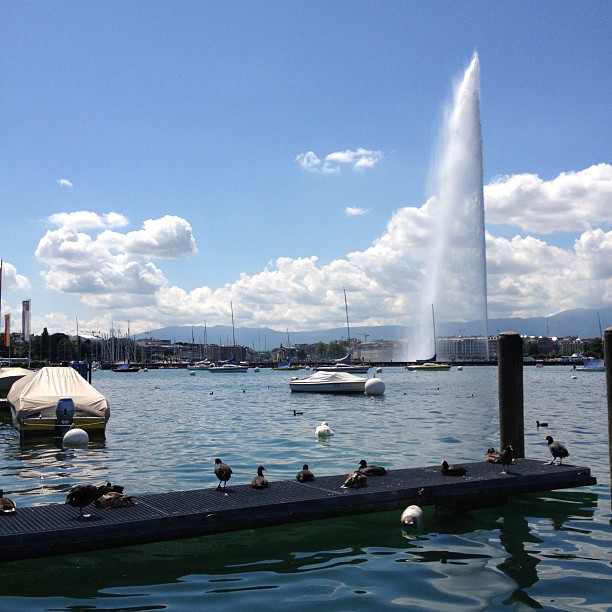 Ducks enjoying the jet d'eau.