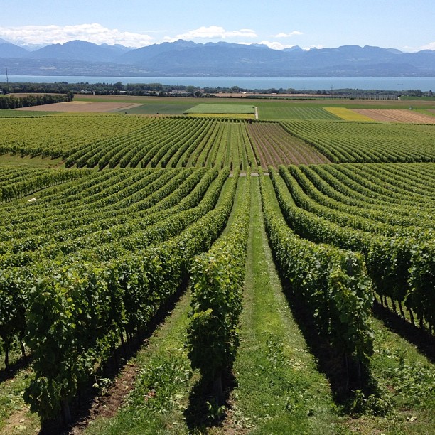 Drive though the vineyards.