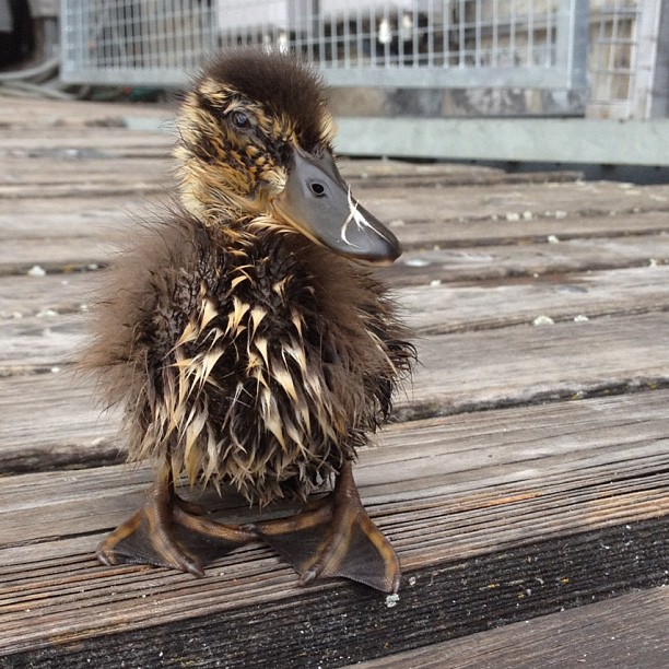 I, the duck...
