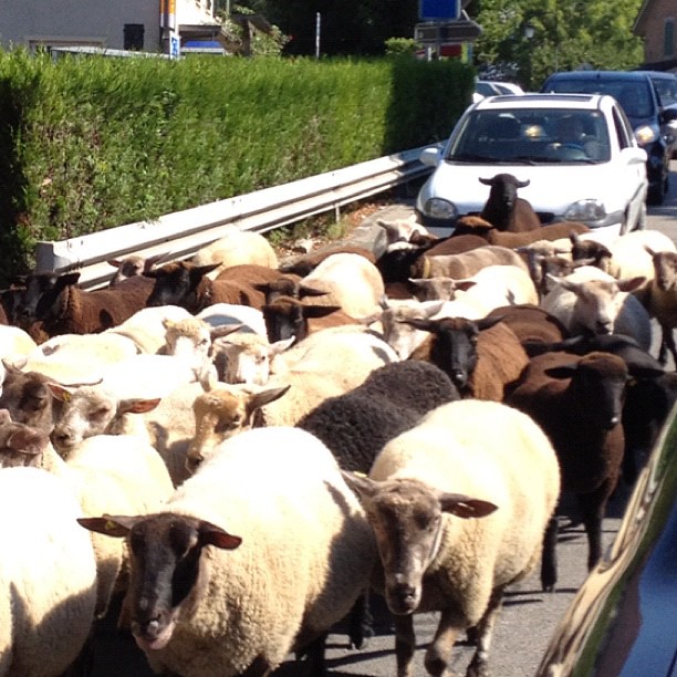 Rush hour in Switzerland.