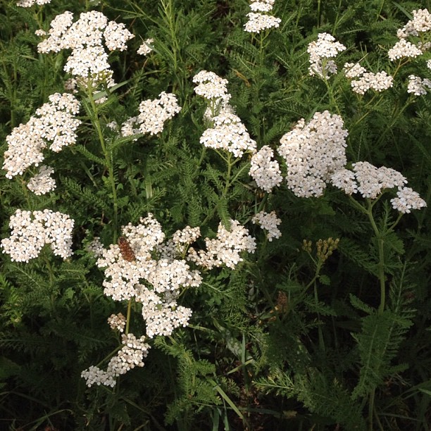 Flowers.
