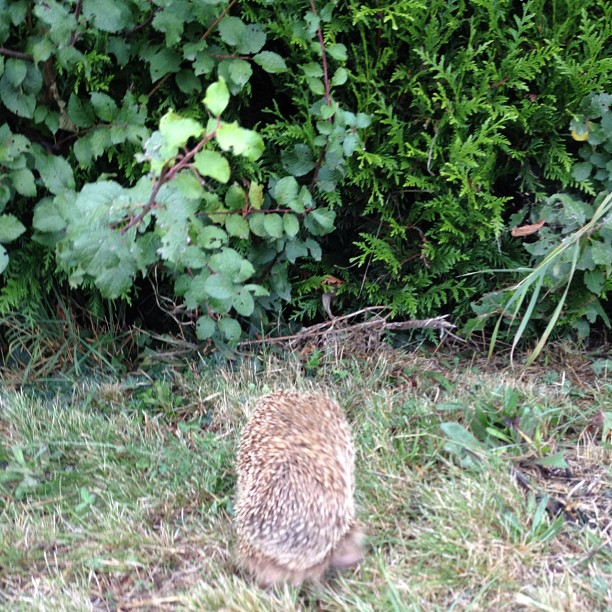 I'm running away... Hedgehog blunt