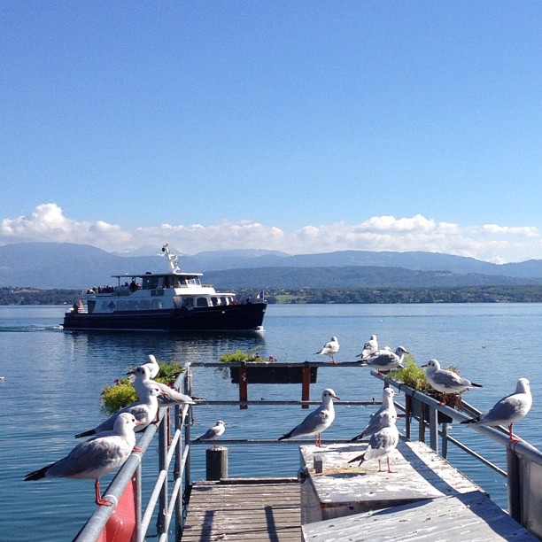 Birds waiting for a boat.