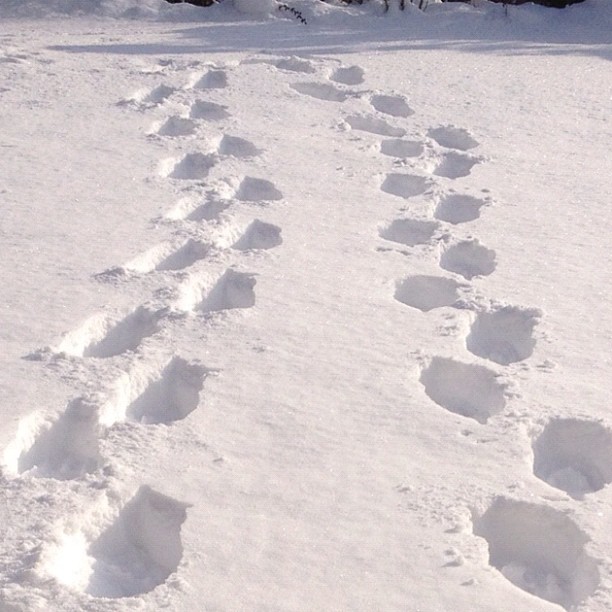 More real snow,