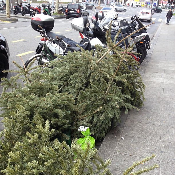 Christmas is over as you can see. Dead Christmas trees waiting to become compost or incinerated.