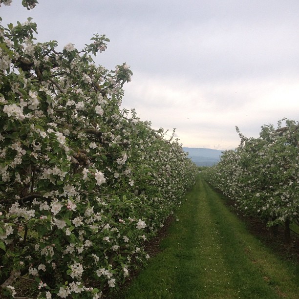 Orchard