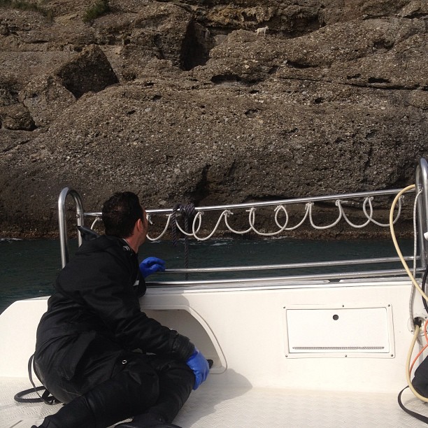 Goat watching diver