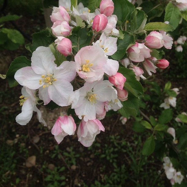 Spring
