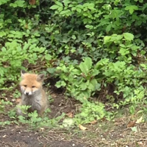 Little ball of fur... But a fox.
