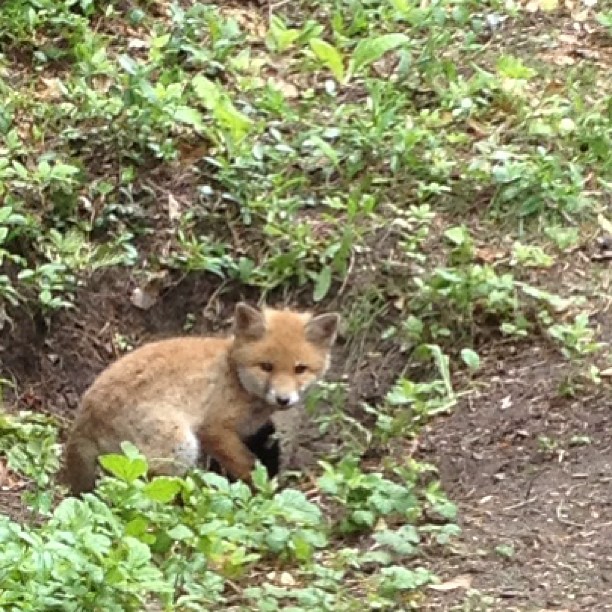 Cunning as a fox