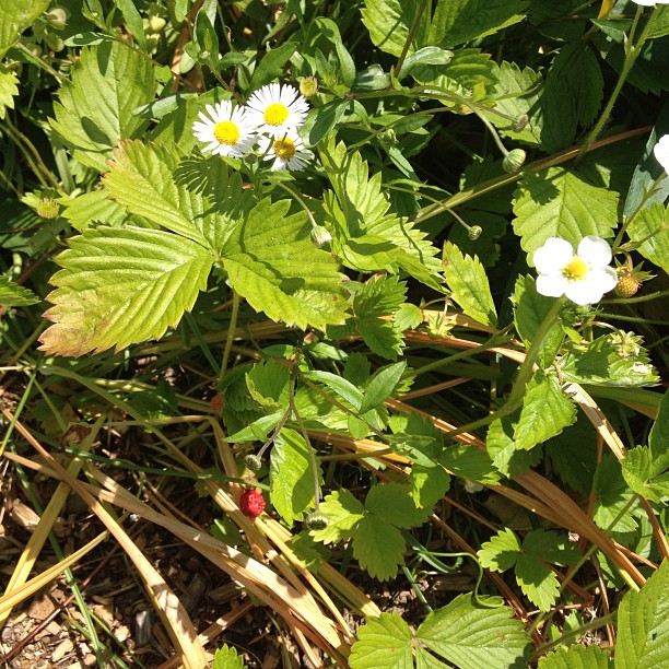 Strawberries