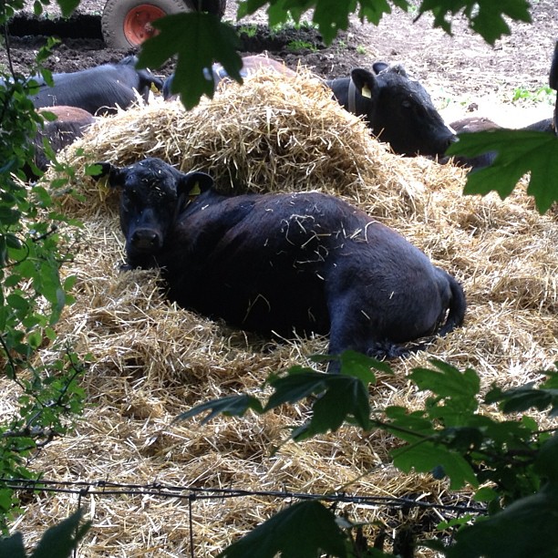 Hay, whatcha doing?
