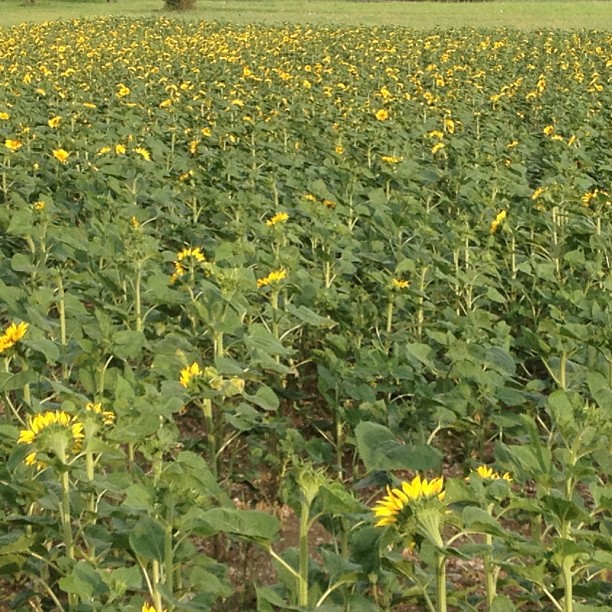 Looking away.