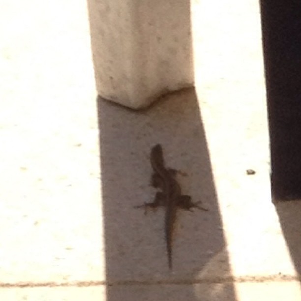 Sheltering lizard.