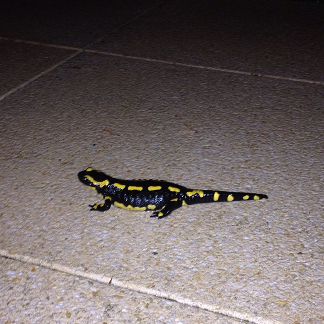 Salamander :-)
