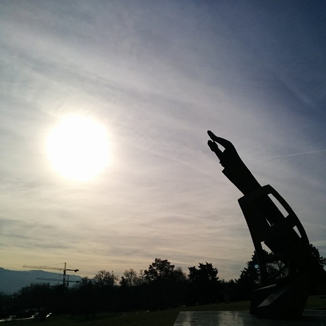 Reaching for the sun.
