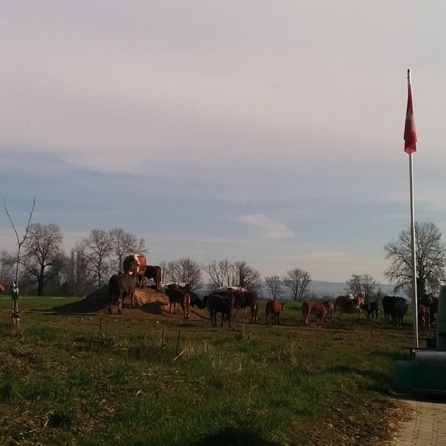 The cow on the hill sees the world spinning round.