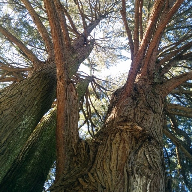 Ancient tree.