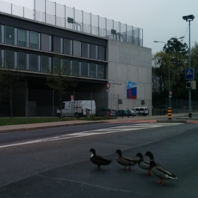 Why did the ducks cross the road?