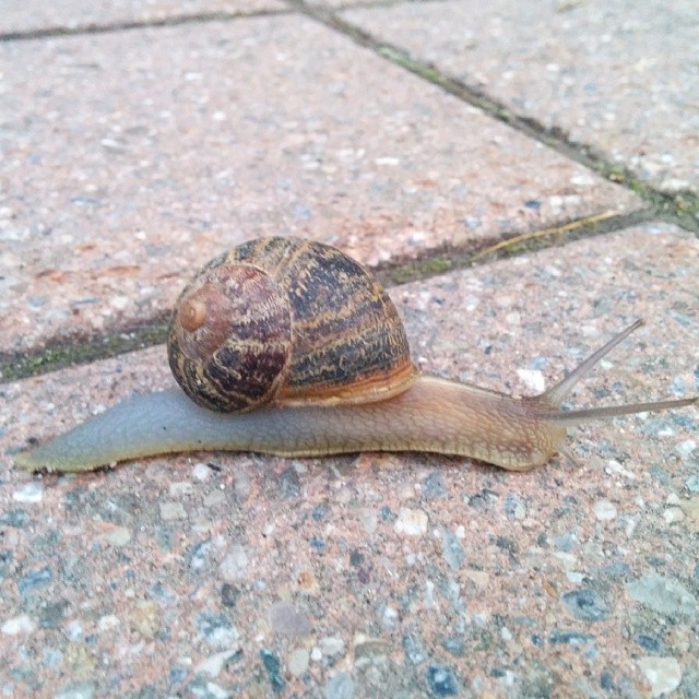 The morning race.