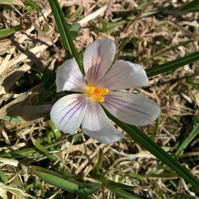 Messy flower.