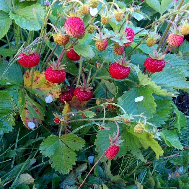 Home grown strawberries.