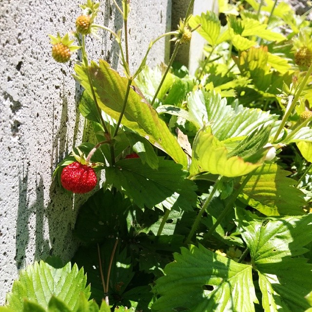 Home grown strawberries.