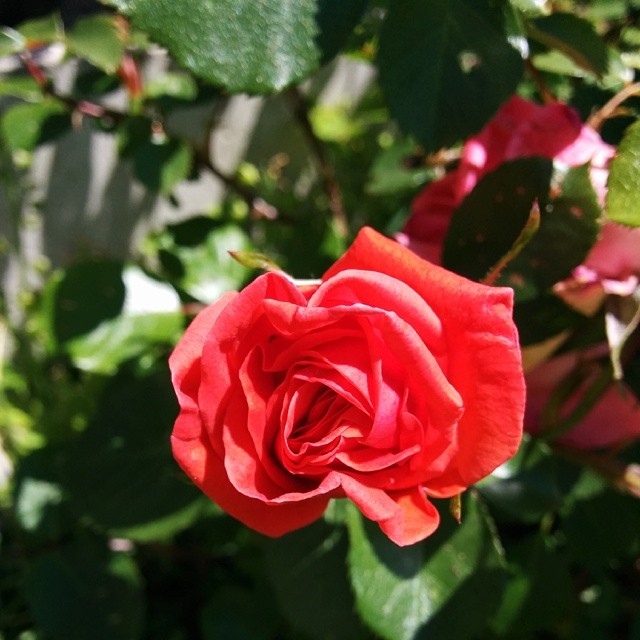 Rosy future?