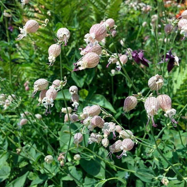 Flowers of the day