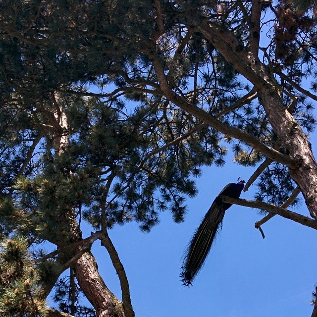 Tree climbing peacock.