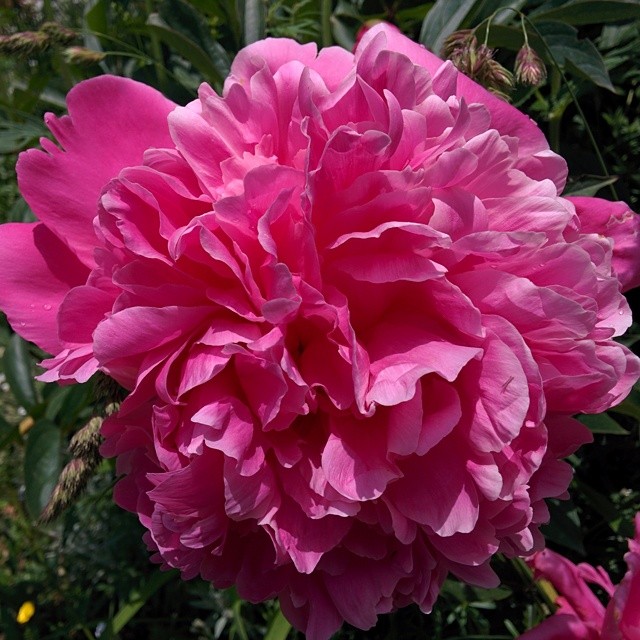 A perfume flower.