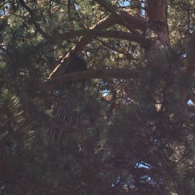 Treacock, not peacock.