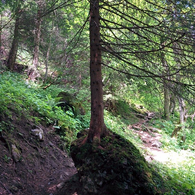 Big tree growing on a small rock.