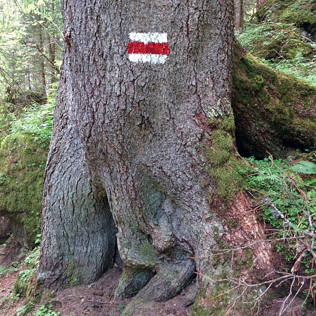 These are old trees.