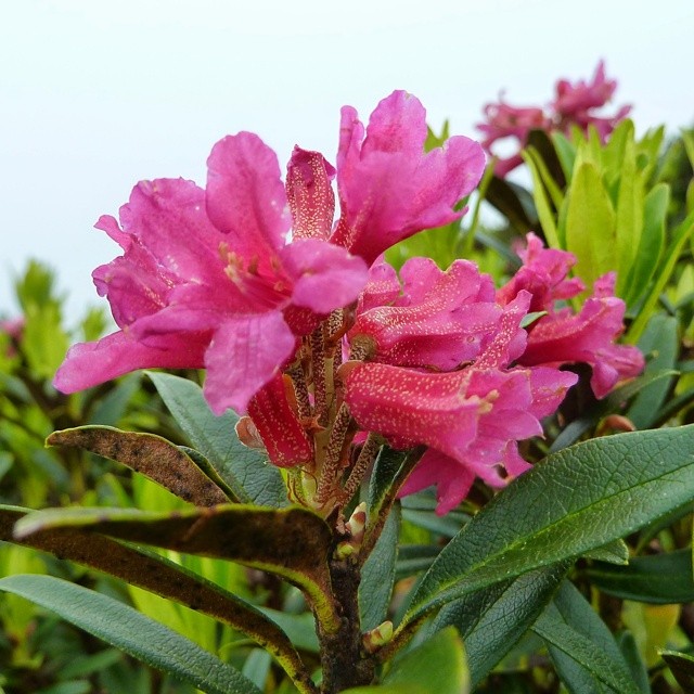 If you like flowers.