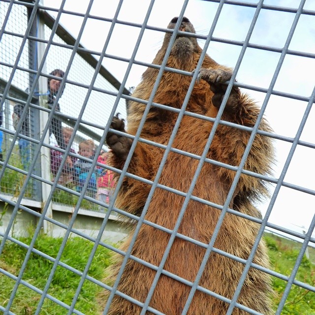 Don't listen to him. He's the nucking futter who put me in this cage.