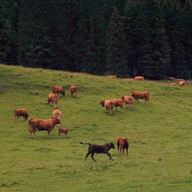 A running calf