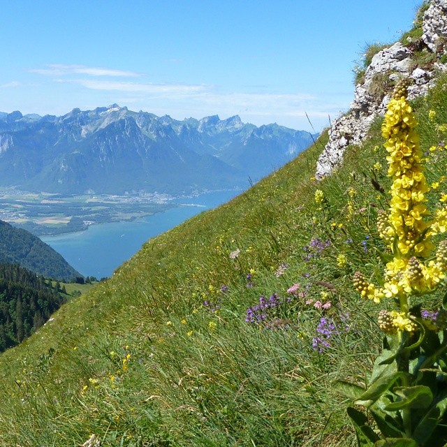Flowers and landscapes.