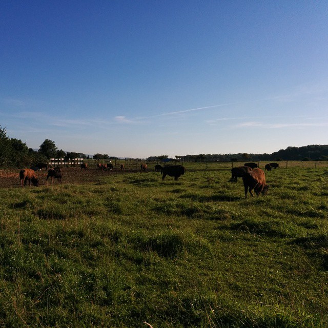 Bison.