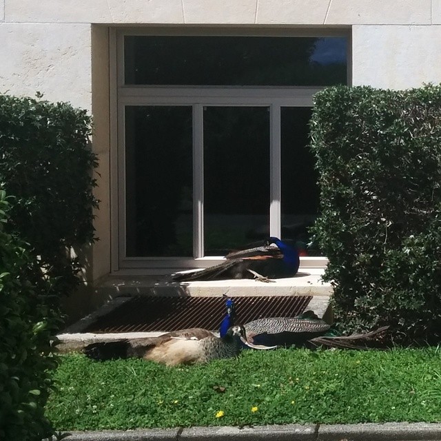 Found them.