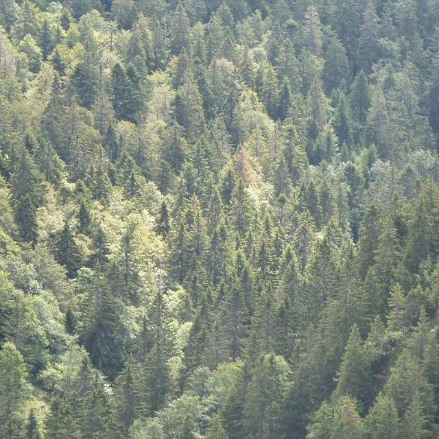 Trees on the Swiss side of the jura seen from La Dole