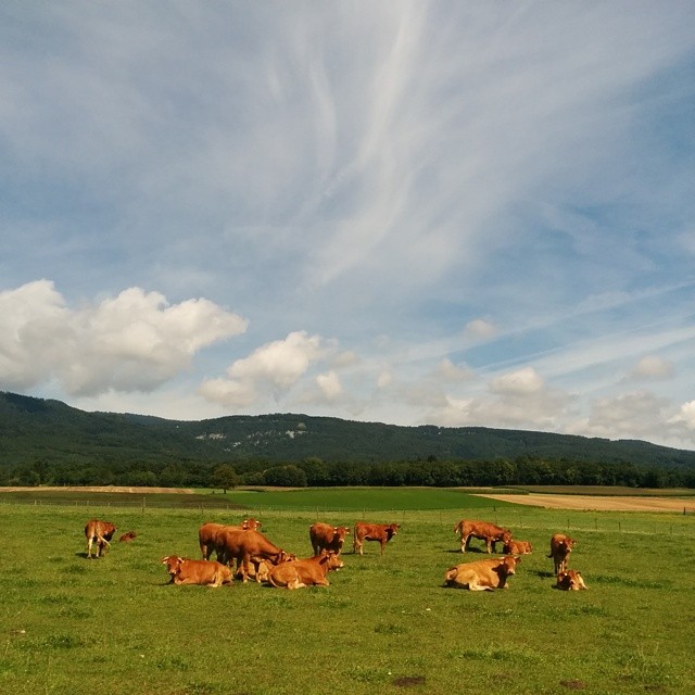 Lazy Sunday of cows.
