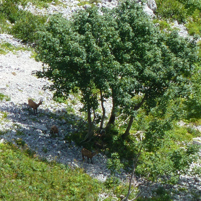 La Dole chamois.